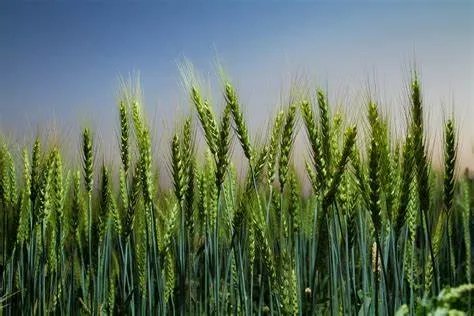 crop什么意思