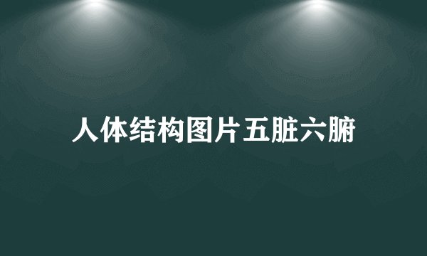 人体结构图片五脏六腑