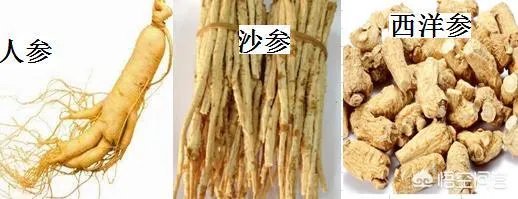 北沙参与人参