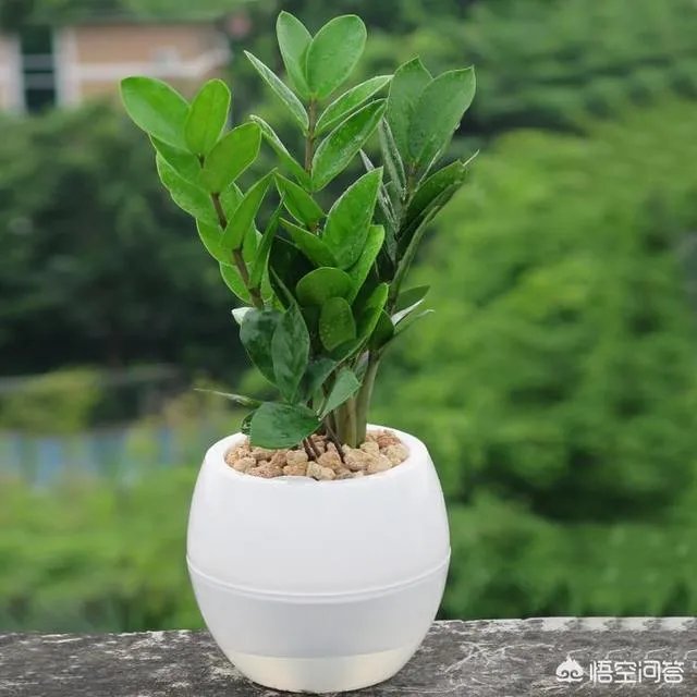 金钱树该怎么养?