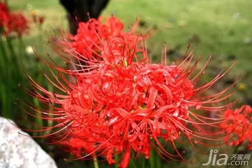 彼岸花的传说与花语 彼岸花的图片赏析
