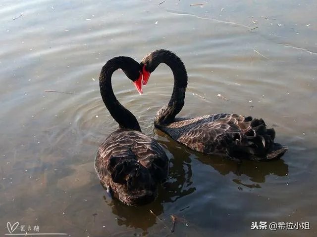 圆明园十大景点介绍?