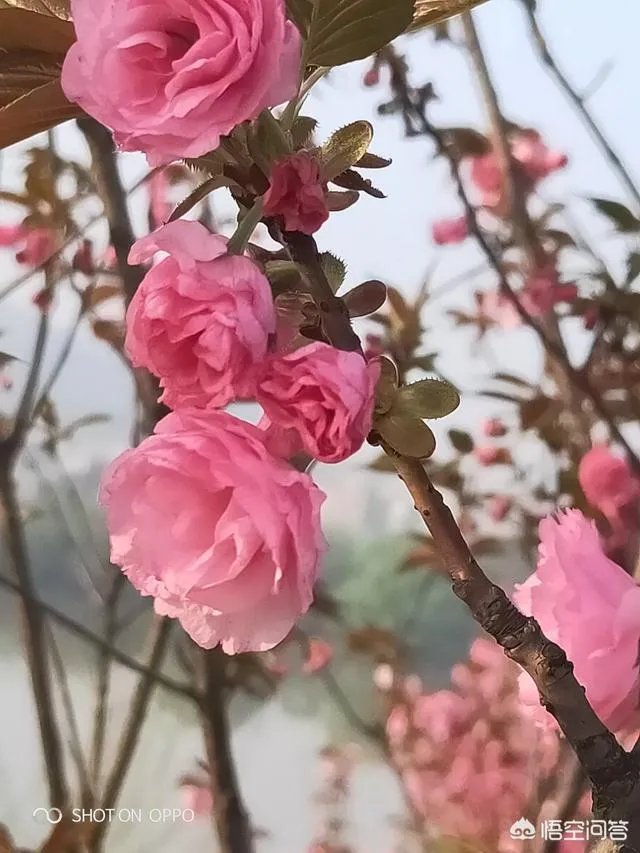 女孩子经常拍花的照片给我看是什么意思?