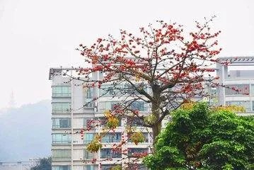 木棉花象征着什么?花语是?