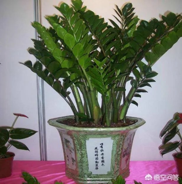 金钱树该怎么养?