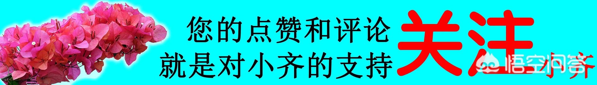 金钱树该怎么养?