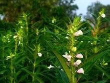 全国芝麻产地有哪些