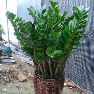 金钱树该怎么养?