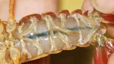 虾腹部的黑线需要去掉吗