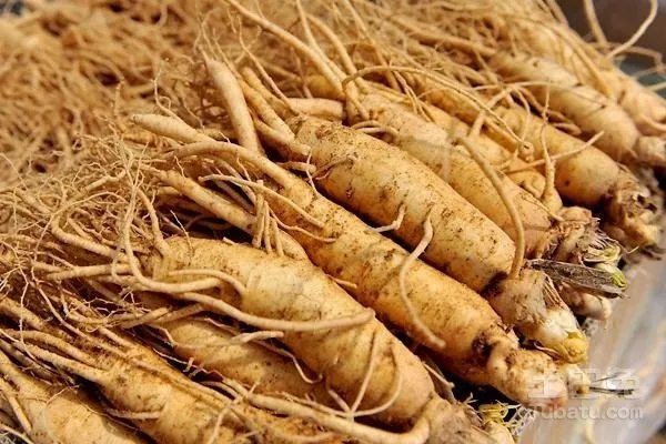 东北野山参怎么看年份?