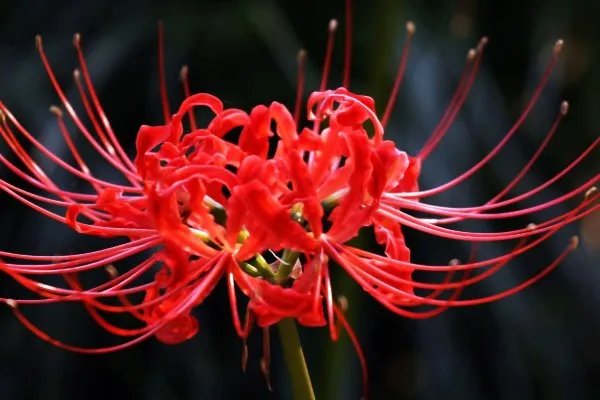 彼岸花的花语是什么?
