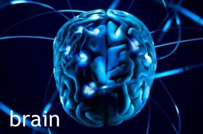 brain是什么意思?