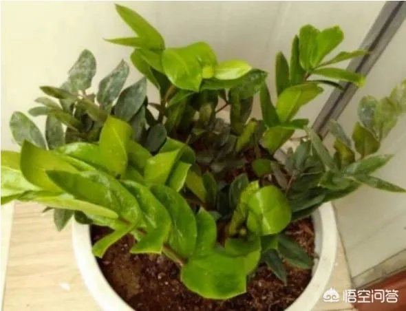 金钱树该怎么养?