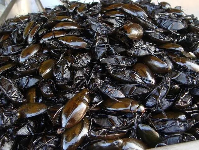 广东人为什么喜欢吃煮“水曱甴(蟑螂)?