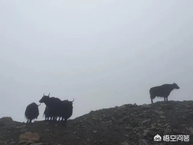 正宗的西藏牦牛肉多少钱一斤?