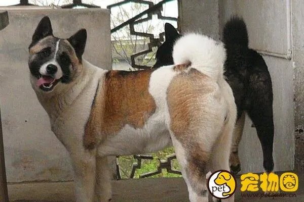 美系秋田犬是怎么来的,和日系秋田有什么区别
