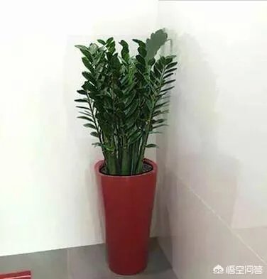 金钱树该怎么养?