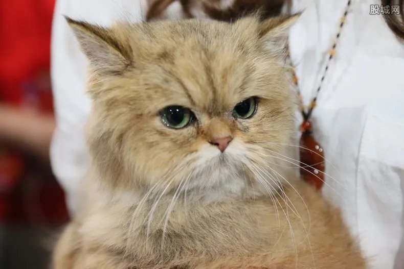 加菲猫多少钱一只 一只加菲猫要多少钱
