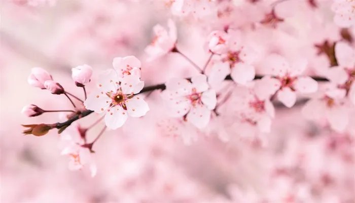樱花的花语是什么