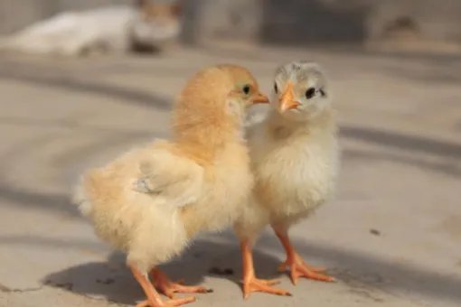 chicken的复数形式是什么?