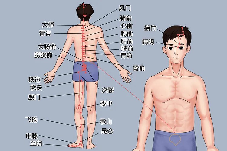 背部经络图片