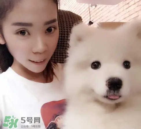 萨摩耶多少钱一只?小萨摩耶多少钱一只?