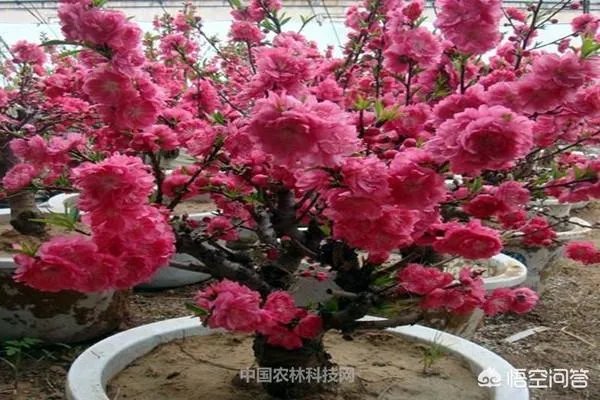 碧桃如何修剪?