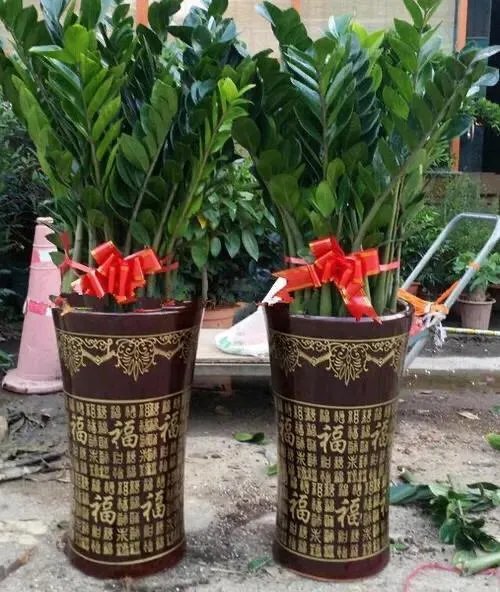 金钱树该怎么养?