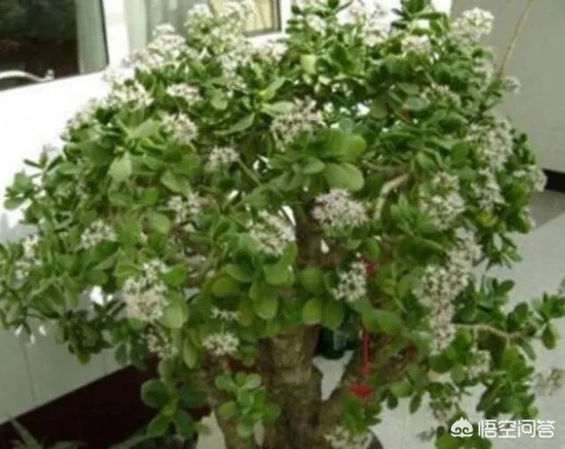 金钱树该怎么养?